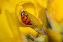 Close-up Of Ladybug Pollinating On Yellow Flower