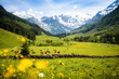 Beautiful alpine mountain landscape with cows grazing in fresh green meadows