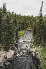 Wall Mural - river in the forrest