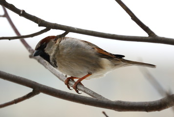 Sparrow on a branch