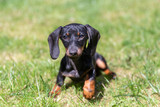 Fototapeta Psy - Cute puppy of dachshund