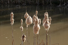 Cattails With Fluffy Light Brown Cobs In A Lake, Typha
