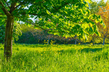 Spring is in the air with the lush green foliage of trees in a green pasture in sunlight at sunrise in a spring morning