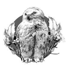 Sleeping Owl Free Stock Photo - Public Domain Pictures