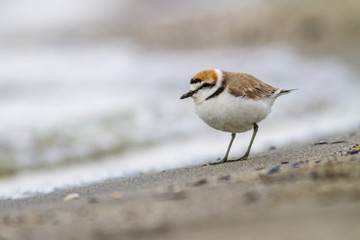 Wall Mural - Kentish plover standing on the shore