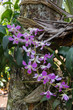Orchid in Kumarakom Backwaters