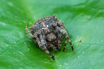 Macro-one black spider on green leave