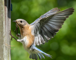 Wall Mural - Eastern Bluebird Mother