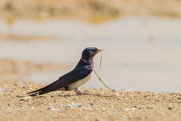 Wall Mural - Barn swallow collecting mud to built the nest