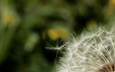 
Airy dandelion seeds in the white fluffy hat of this flower