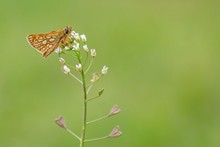 Small Woodland Butterfly, Chequered Skipper, With Brown Eyes And Yellow Spots On Orange Wings Sitting On White Shepherd's-purse Flower In A Meadow. Green Background, Copy Space.