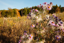 Milkweed Seeds Caught In The Purple Aster Plants During Autumn On The Hillside On A Late Afternoon Within The Pike Lake Unit, Kettle Moraine State Forest, Hartford, Wisconsin.