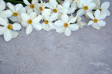 Wall Mural - white daffodils on a gray background. free space for text, greetings, inscriptions or advertising