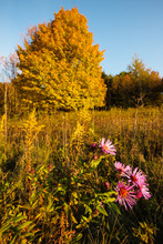 Purple Aster Add Color In The Late Afternoon Autumn Sunshine, With The Changing Colors Of The Maples Dot The Hillside Within The Pike Lake Unit, Kettle Moraine State Forest, Hartford, Wisconsin.