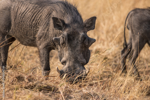 Cuadros en Lienzo Warthog in the savanna of Namibia