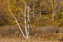 A Few Remnant Leaves Remain On An Otherwise Bare Birch Tree In Late October Within The Pike Lake Unit, Kettle Moraine State Forest, Hartford, Wisconsin.
