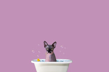 Canadian Sphinx Art. Hairless Cat. A Happy Cat Bathes. Sphinx On A Plain Background