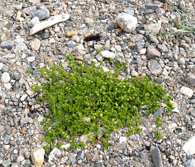 Wall Mural - Buterochenaceae persecution (Honckenya peploides) growing on a rocky shore