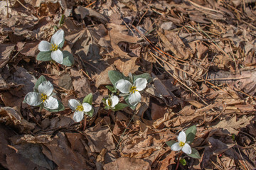 Wall Mural - Close up view of native white snow trillium (trillium nivale) wildflowers blooming undisturbed in a woodland setting 