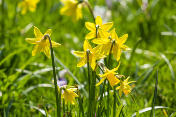 Beautiful, fresh yellow daffodils growing in the park with bokeh lights, macro shot