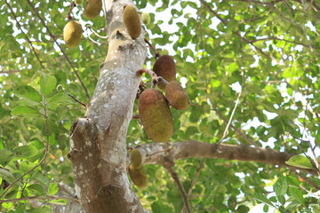 jackfrui tree kerala 