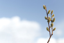 Salix caprea (goat willow, also known as the pussy willow or great sallow) is a common species of willow native to Europe. Willow (Salix caprea) branches with buds blossoming in early spring