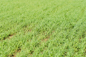 Sticker - green field closeup, countryside background