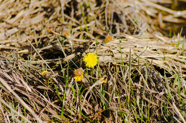 Wall Mural - first spring flowers, yellow dandelions