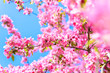 © less.talk - Beautiful bunches of pink flowers of cherry tree in blossom, from low angle view on blue sky background. Colorful nature.