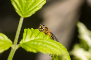 Close up on a fly or a bee resting on a green leaf with pollen bag on its leg