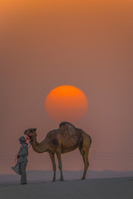 Camel In The Desert On Sun Set Abu Dhabi United Arab Emirates