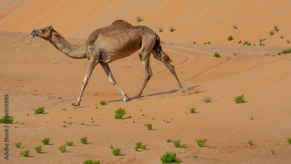 picture of desert with camel and cactus In Liwa , abu dhabi , united arab  emirates Stock Photo | Adobe Stock