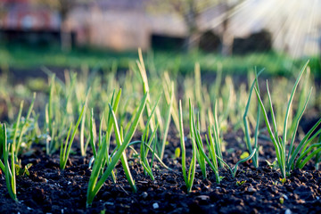 banner of fresh onions growing in spring