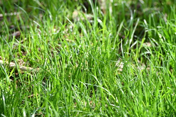 Sticker - New Grass Sprouts