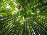 Fototapeta Sypialnia - Amazing wide angle view of the Bamboo Forest in Kamakura - TOKYO / JAPAN - JUNE 17, 2018