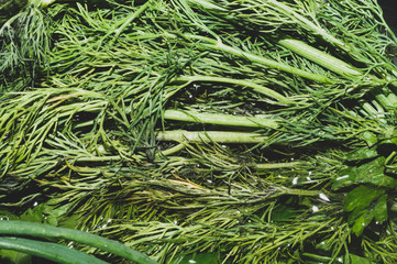 Fresh green dill in water. green vegetables. vegetarian food. healthy eating