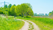 Spring Is In The Air With The Lush Green Foliage Of Trees In A Green Pasture In Sunlight