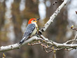 male red bellied woodpecker sitting in aspen tree in spring