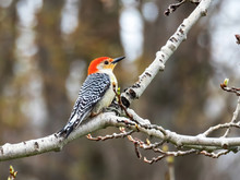 Male Red Bellied Woodpecker Sitting In Aspen Tree In Spring