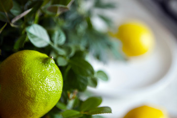 Lemon citrus fruit anf green leaves of houseplant (roses bush)