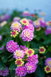 Lantana camara - Background with beautiful colorful flowers.