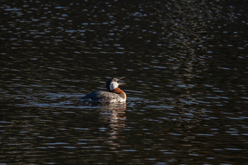 Red-necked Grebe calling