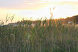 Background with reeds and grass at seaside during sunset - backlight.