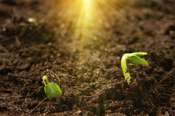 Two young sprouts of a cucumber hatch from under the ground in the sun. Growing vegetables, seedling care concept