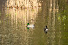 Two Male Mallard Ducks On A Lake