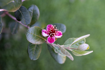 Wall Mural - Closeup of feijoa tree shrub. Acca sellowiana or pineapple guava background. Blooming with pink flower	
