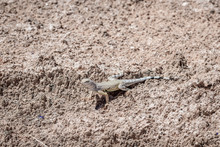 Common Zebra Tailed Lizard (Callisaurus Draconoides) Is A Fast Moving Reptile Occuring Throughout The Southwest United States. This Individual Wild Animal Is From Lake Mead National Recreation Area In