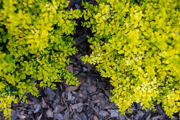 Wall Mural -  Ligustrum sinense or Sunshine ligustrum, a small privet decorative shrub with bright yellow and lime leaves	