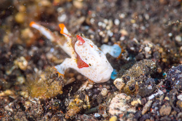 Poster - クマドリカエルアンコウ antennarius maculatus