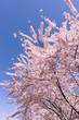 © 英敏 松本 - 北海道　札幌市の美しい満開の桜